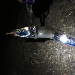 釣れ続く太刀魚